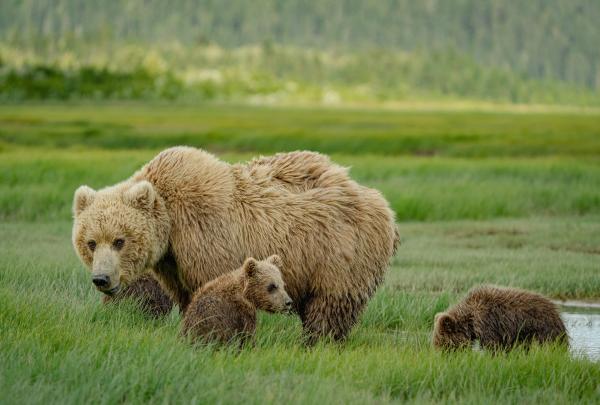 Bild 1 von 1: Der Klimawandel verändert die Jahresrhythmen in Alaska. Braunbären müssen deshalb ihr Fressverhalten anpassen.