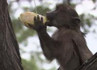 Das Waisenhaus für wilde Tiere