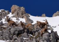 Tierwelt der Alpen