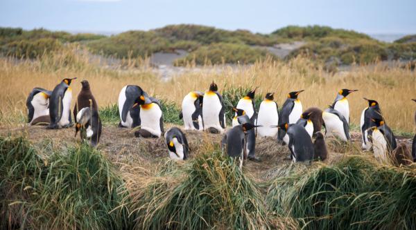 Bild 1 von 4: Ko?nigspinguine auf Feuerland.