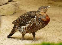 Anna und die wilden Tiere