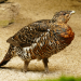 Anna und die wilden Tiere