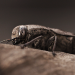Der sechste Sinn der Tiere