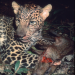 Ein Tag in der Wildnis - Überleben in Indien