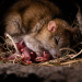 NANO: Das erstaunliche Leben der Ratten - Unterwegs in Rat City