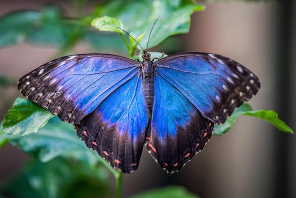 Bild 1 von 18: Im Bild: Blauer Morphofalter.