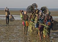 Giganten unter Wasser - Riesenfischen auf der Spur