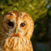 Kurioses aus der Tierwelt