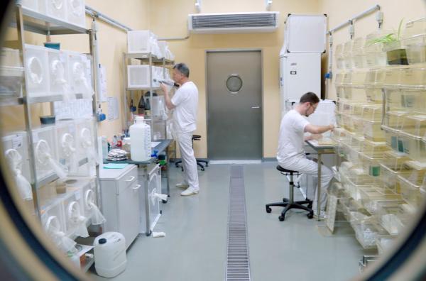 Bild 1 von 4: Insektarium im Friedrich-Loeffler-Institut: Dank immer wärmerer Sommer fühlen sich wärmeliebende Insektenarten in Deutschland immer wohler.