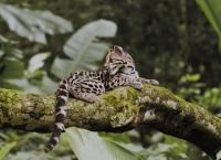 Wildes Lateinamerika