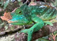 Unbekanntes Madagaskar