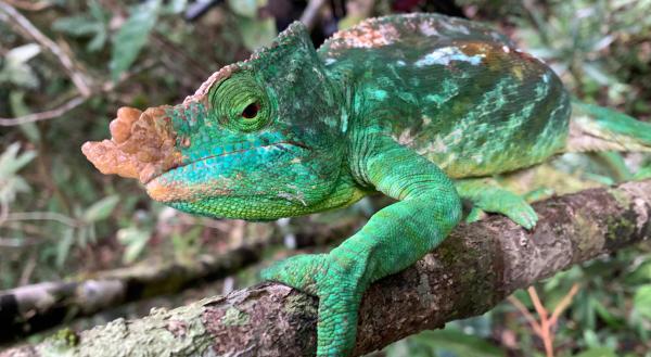 Bild 1 von 2: Der Lebensraum des Parson Chamäleons sind die dicht bewaldeten Regenwälder Madagaskars