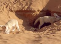 Wildes Marokko - Der goldene Süden