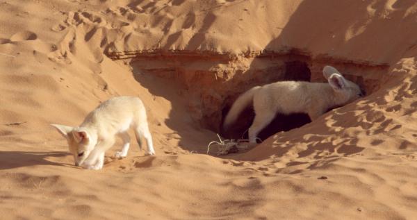 Bild 1 von 4: Fennekjungen. Fenneks (Wüstenfüchse) sind die Überlebenskünstler in der Wüste Marokkos. Sie kommen mit wenig Flüssigkeit zurecht, leiten über Ohren und Körper Hitze ab und trotzen den extremen Bedingungen.