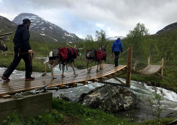 Bild 1 von 19: Im Bild: Auf der Rentierstrecke: Jan und Ane trainieren ihre Rentiere für die Expeditionen durch den Rohkunborri-Nationalpark.