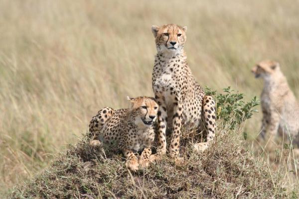 Bild 1 von 1: Im Bild: Gepard auf einem Termitenhügel. Geparde können bis zu 130km/h rennen und sind damit das schnellste Landtier auf der Welt.