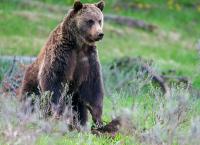 Amerikas Naturwunder: Yellowstone - Im Bann der Geysire