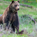 Amerikas Naturwunder: Yellowstone - Im Bann der Geysire