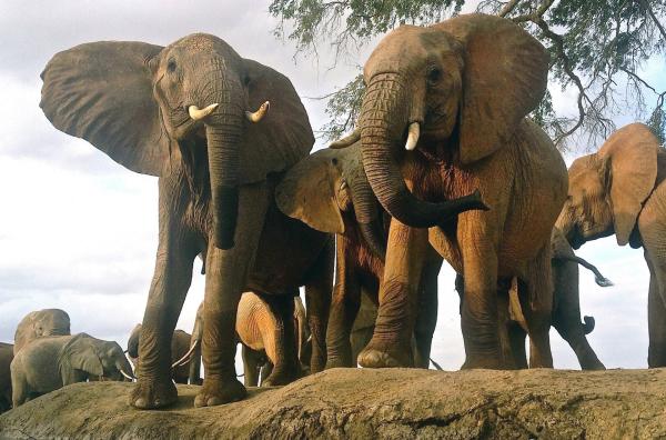 Bild 1 von 6: Eine Herde Elefanten findet sich am Wasserloch ein. Sie bespritzen sich mit dem kühlenden Schlamm ? zum Trinken reicht das Nass hier jedoch nicht mehr aus.