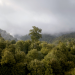 Neuseeland - Wald der Riesen