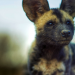Tierkinder der Wildnis
