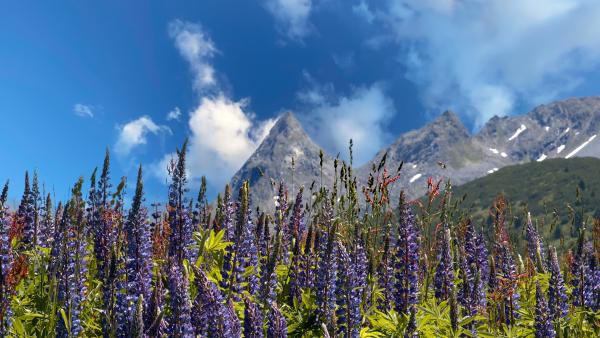 Gärten der Alpen