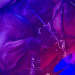 Reitsport: Europameisterschaft in La Coruna