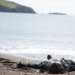 Mord auf Shetland - Die Nacht der Raben