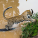 Die Leopardin