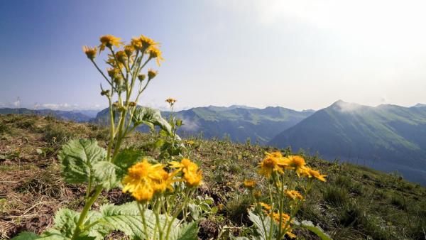 Bild 1 von 7: Im Bild: Schoppenau.