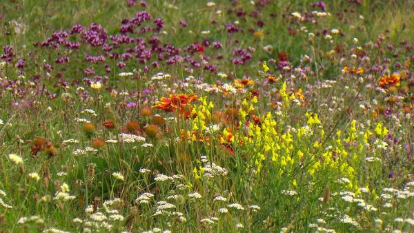 Bild 1 von 18: Im Bild: Im Weingarten, Weingut Triebaumer, Rust.