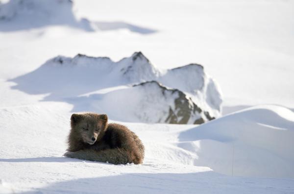 Bild 1 von 5: Ein einsamer Polarfuchs durchstreift die Berge auf der Suche nach seiner Gefährtin.