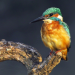 Abenteuer Wildnis