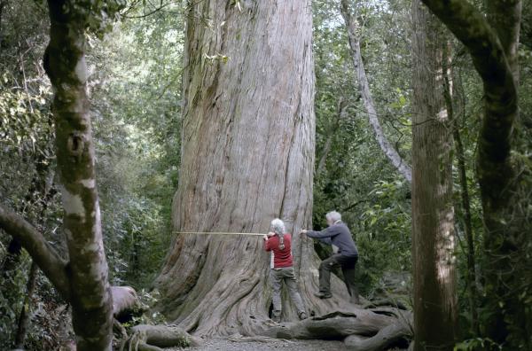Bild 1 von 5: Susan Wiser und Larry Burrows vermessen einen riesigen Totara-Baum. Diese können über 1.000 Jahre alt werden.