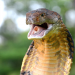 Toxische Tierwelt
