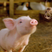 Schweinchen Wilbur und seine Freunde