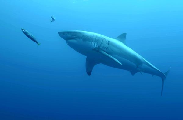 Bild 1 von 5: Als sich im Jahr 2001 ein Tropensturm im Golf von Mexiko formierte, stellte man anhand von Messdaten fest, dass auch Haie auf Naturkatastrophen reagieren und sich schützen.