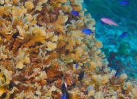 Wildes Lateinamerika