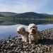 Die geheime Welt der Hunde