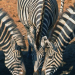 Faszination Afrika