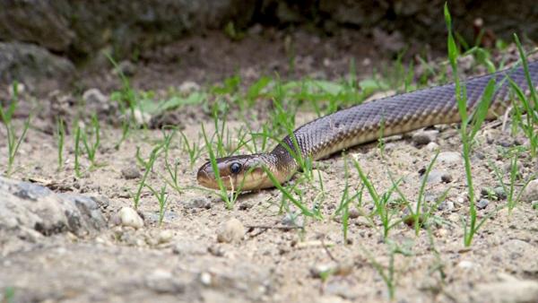 Bild 1 von 14: Äskulapnatter.