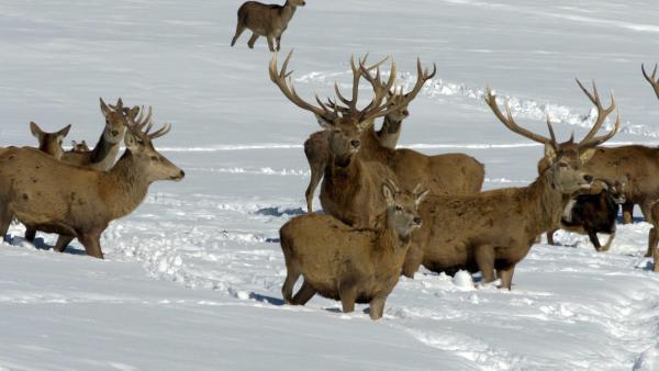 Bild 1 von 16: Im Bild: Hirschfu¨tterung im Auracher Wildpark Nordtirol.