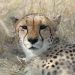 Anna und die wilden Tiere