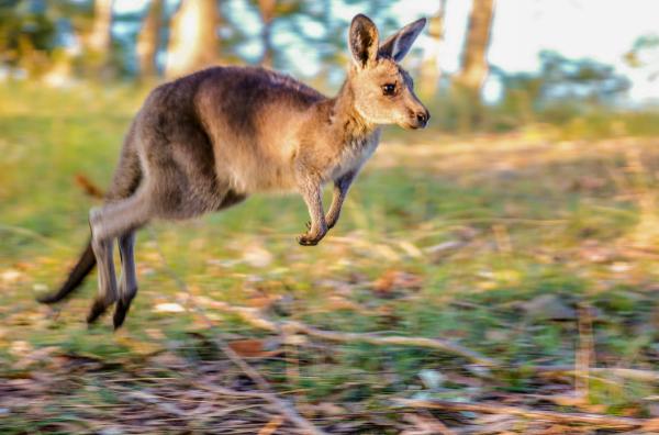 Bild 1 von 6: Junges Östliches Graues Riesenkänguru in Australien