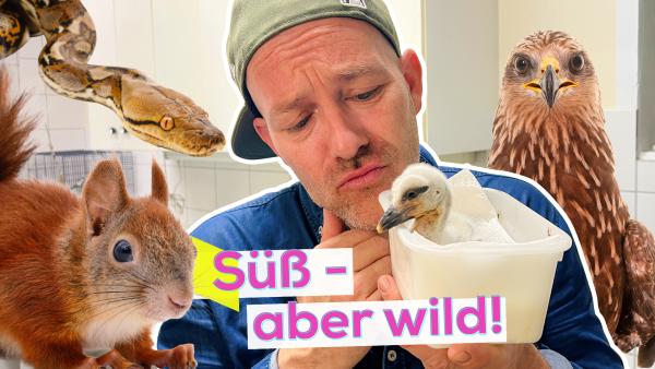 Bild 1 von 1: Ben im Praktikum bei der Wildtierrettung