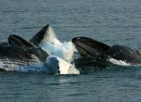 Tierische Massenjagden