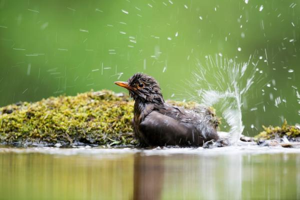 Bild 1 von 4: Amsel.