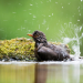 Faszination Vogelbeobachtung