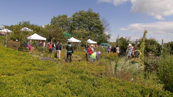 Bild 1 von 7: Im Bild: Schaugarten des Vereins \