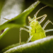 Winzige Wunder - Insekten